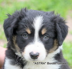 Tricolour MALE border collie puppy